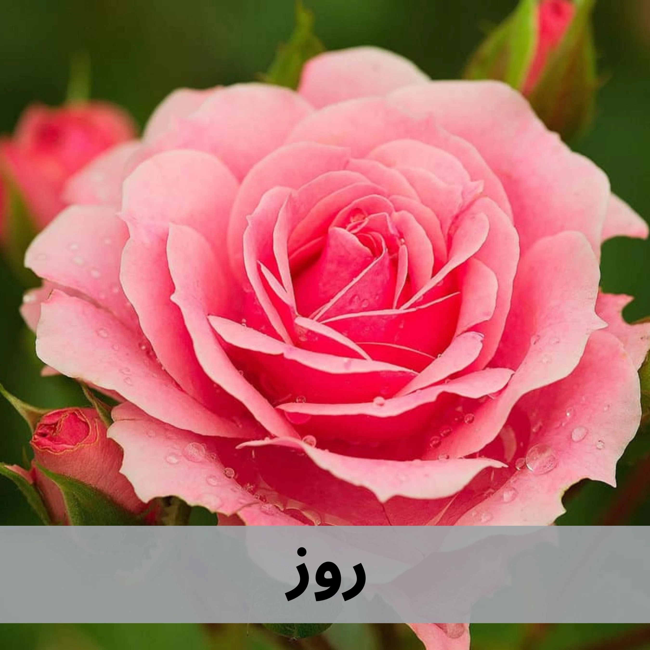روز