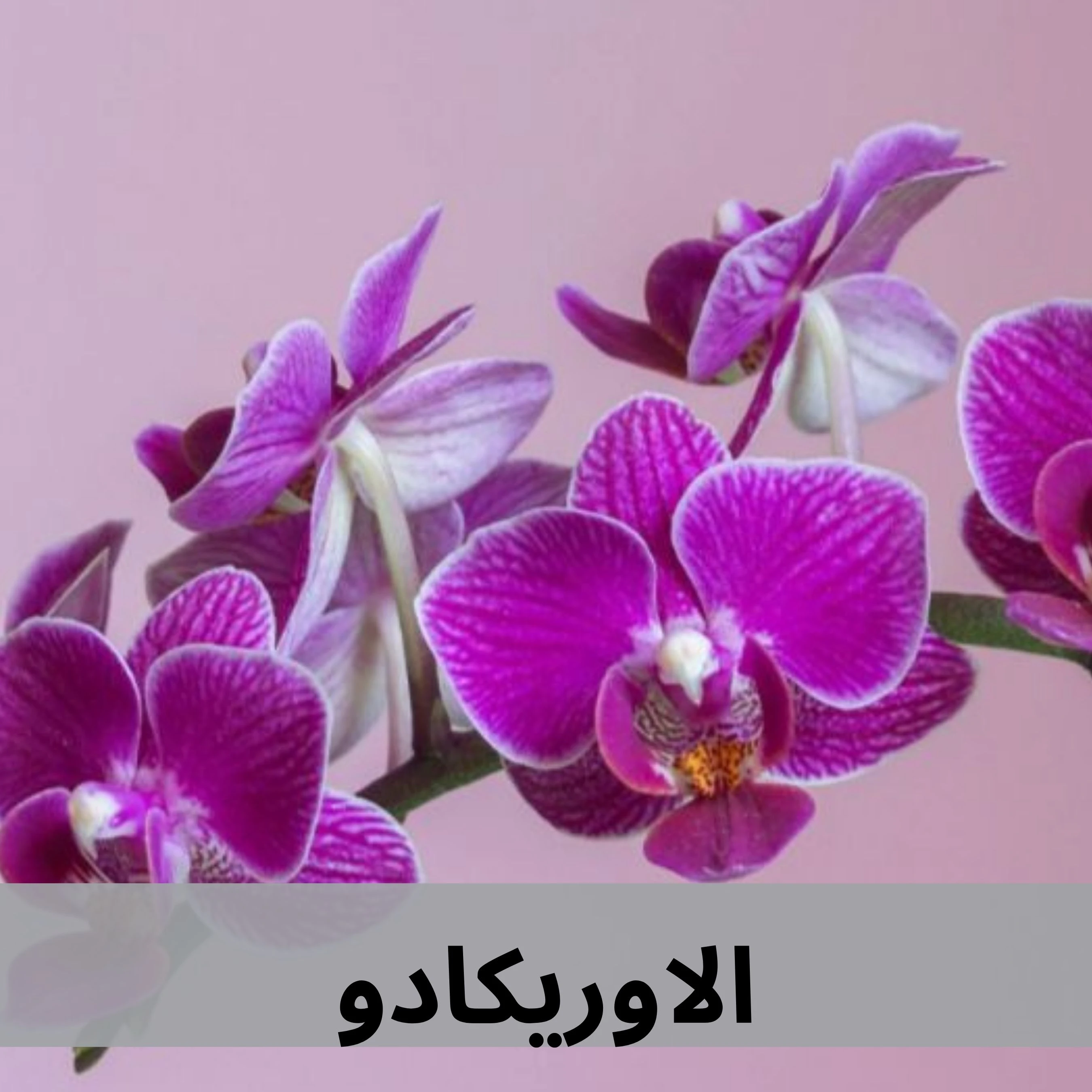 اوريكادو