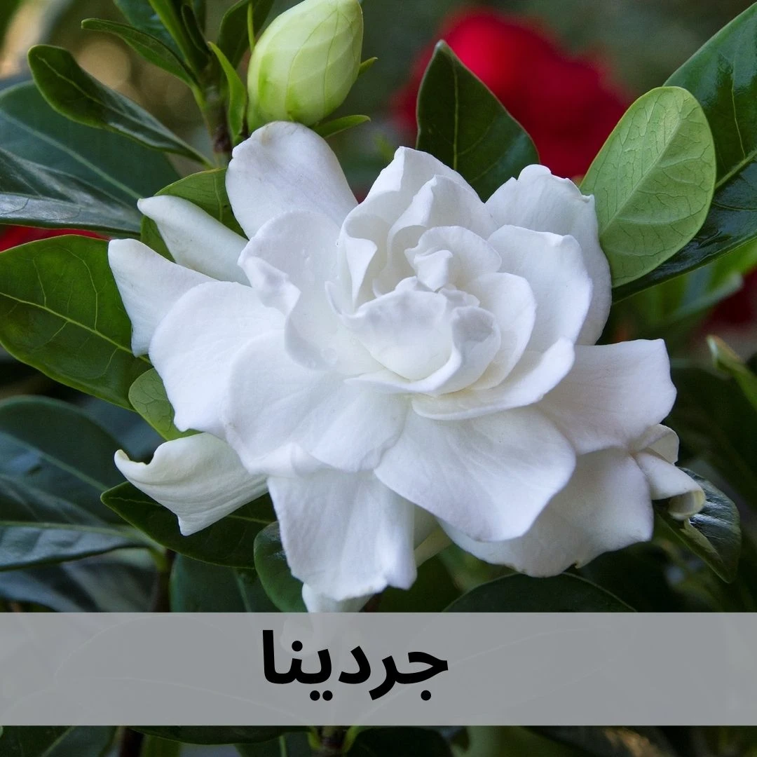 جاردينيا