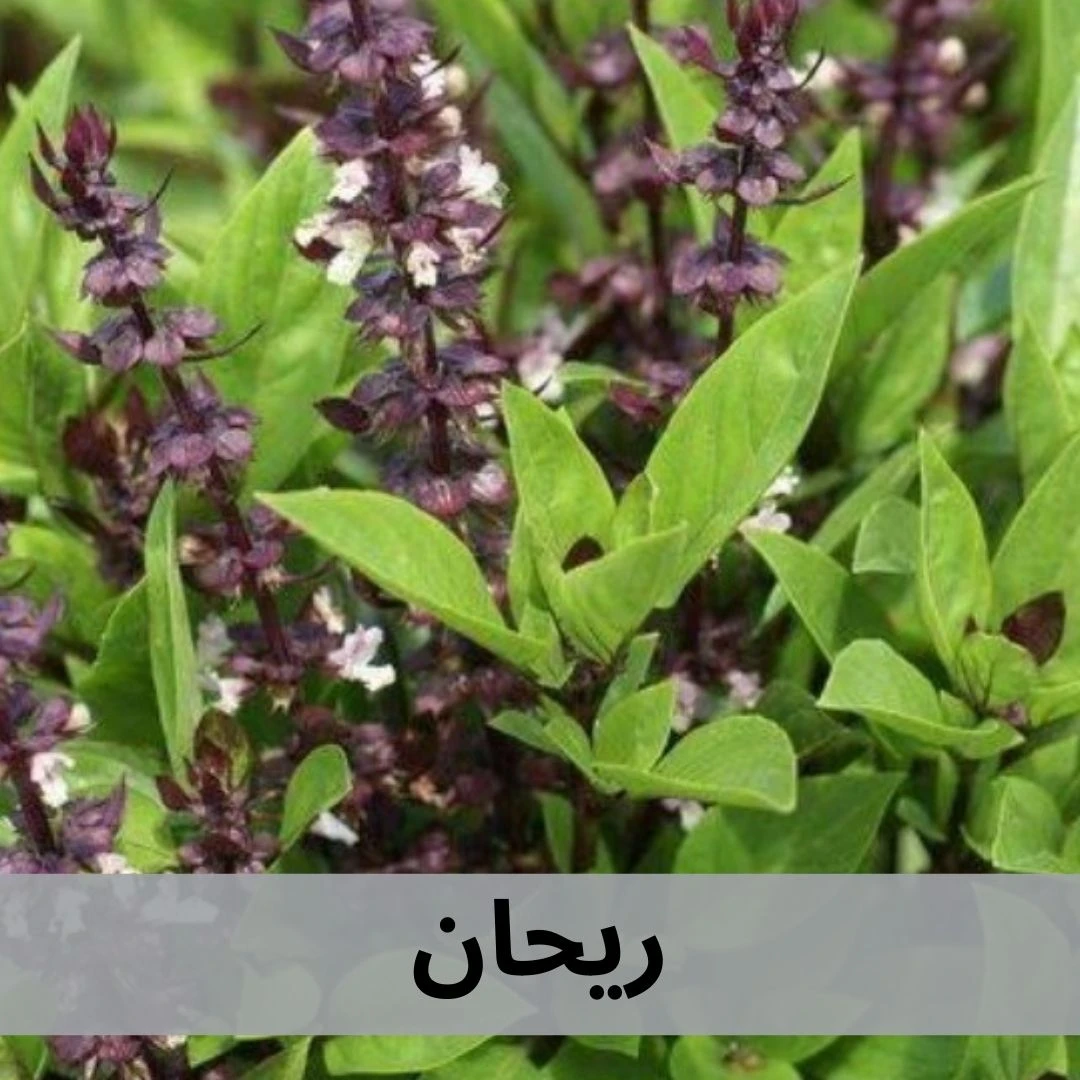 ريحان