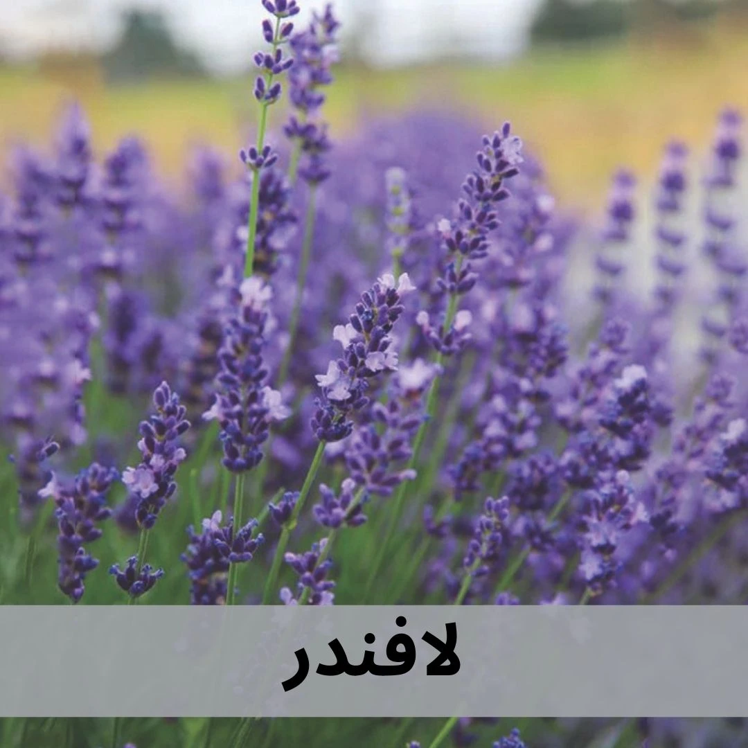 الافندر